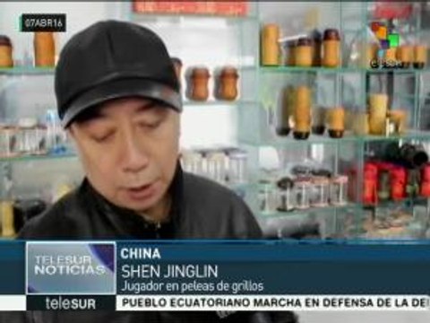 Peleas de grillos, una tradición china milenaria