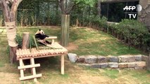 Chinese Pandas Gifted by President Xi Unveiled in South Korea