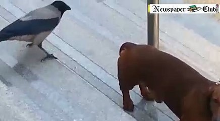 crow picks fight with sausage dog on leash