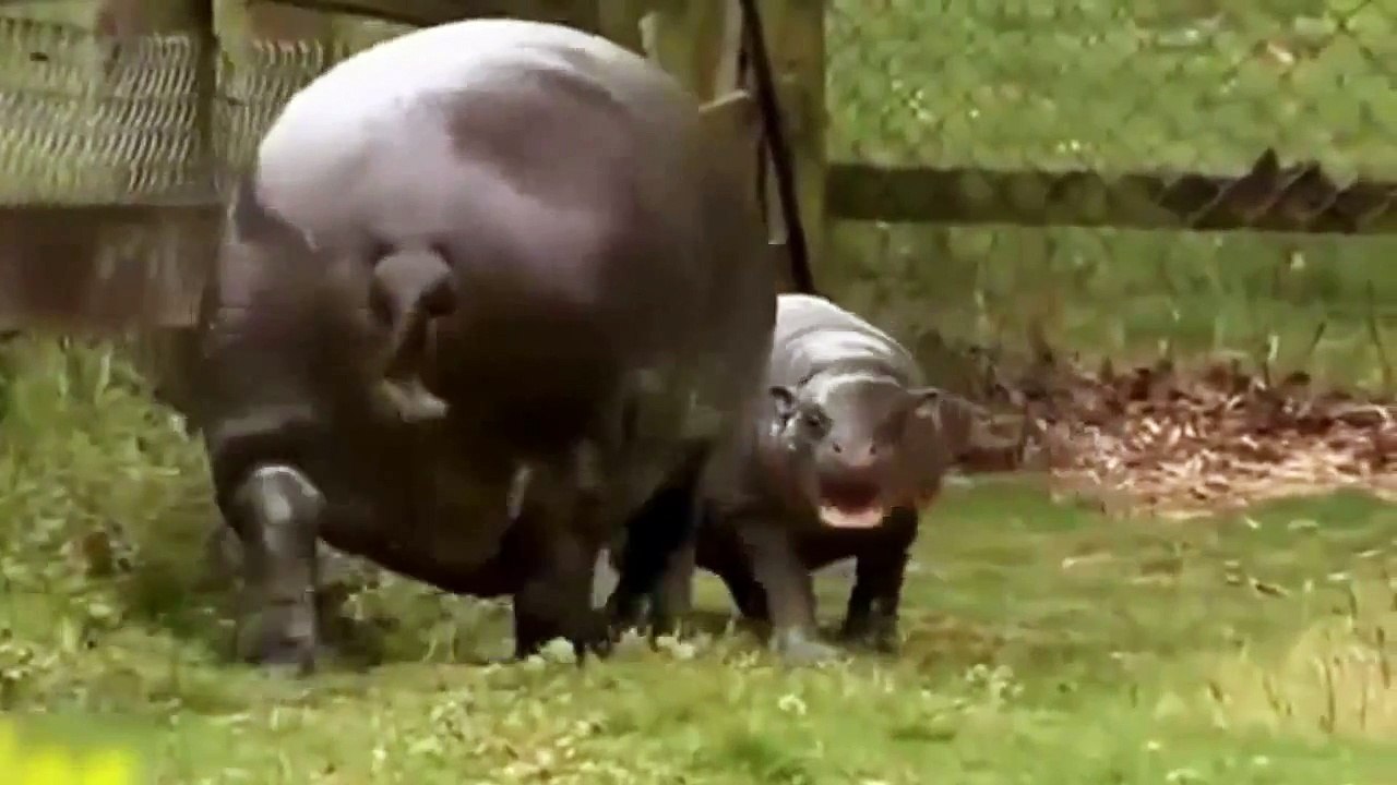 Mother Hippo save baby after giving birth