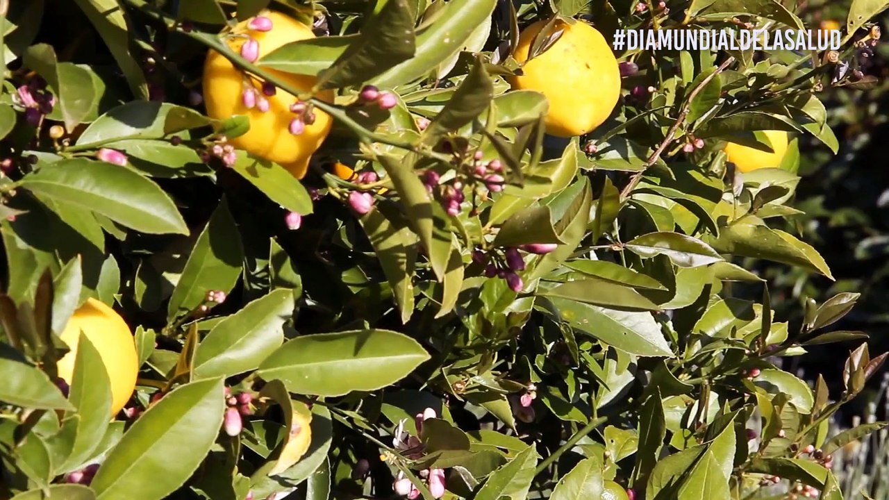 LIMON ALIADO DE LA SALUD