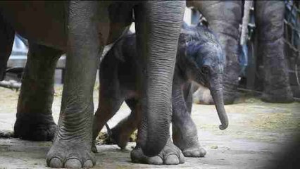 El zoo de Praga vive el nacimiento de su primer elefante concebido en cautividad