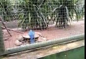 zoo aracaju animais video.mp4