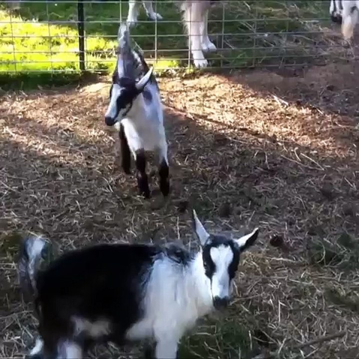 The Baby Goat