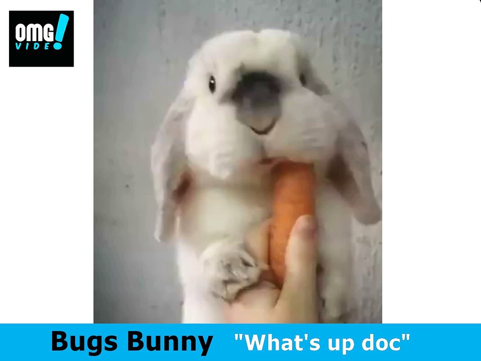 Bugs Bunny says: "What's up doc" - funny - OMG VIDEO