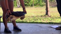 Conservancy of Southwest Florida Releases Betsy the Loggerhead Sea Turtle Into the Wild