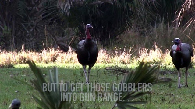 Turkey Hunting: Early-Season Tips