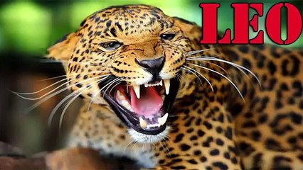 Leopard Hunts Dog - Wild Animals Attack And Kill Dog