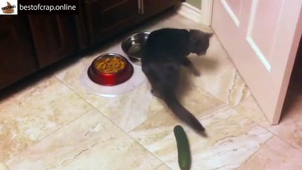 Cats and cucumbers just dont mix