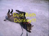 Dust Bath Donkey!