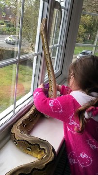 Une enfant de 3 ans fait un câlin à un Python de plus de 2 mètres