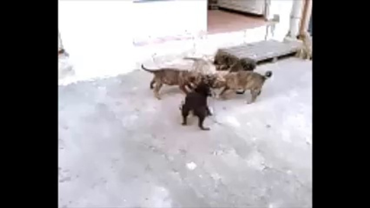 KÖPEK YAVRULARININ YEMEK SAVAŞI - MİNİK KÖPEK YAVRULARININ BÜYÜK MÜCADELESİ - KÖPEK YAVRULARI - YAVRU KÖPEKLER - KÖPEK YAVRULARI - TATLI KÖPEK YAVRULARI