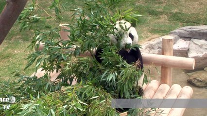 Chinese pandas gifted by President Xi unveiled in South Korea