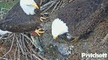 SWFL Eagles ~ Moving Headless Fish ~ 01/29/16