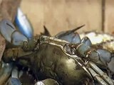HELPLESS, TEARS_ Dealer says load of crab _contaminated with oil_ -- STATE TRYING TO COVER IT UP