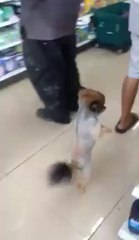 Two Dogs Shopping in Thailand