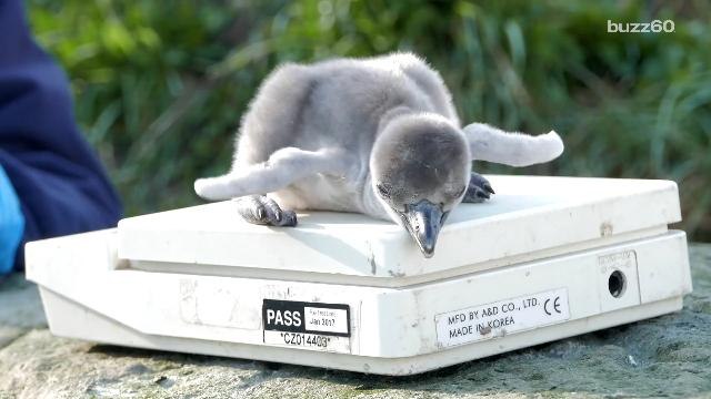 Newly hatched furry baby penguins are weighed at the Chester Zoo