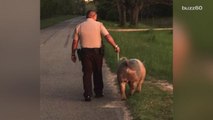 Police Officer Walks Home a Lost Pig and Melts Hearts Everywhere