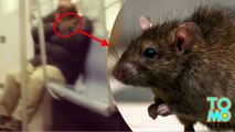 tikus memanjat pria yang tidur di kereta bawah tanah nyc