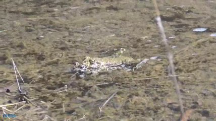 Yeşil Kurbağa - Kurbağa sesi