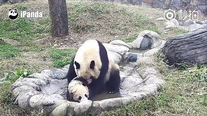 Quand un bébé panda refuse de prendre son bain