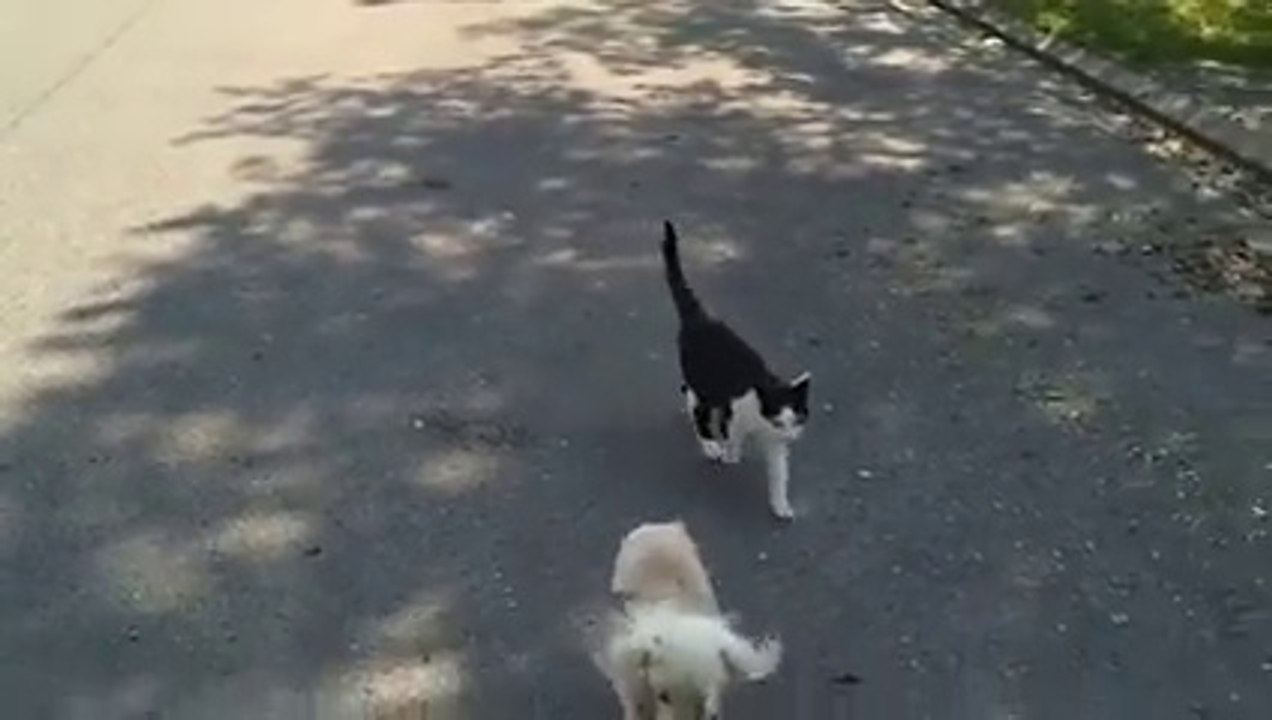 Un toutou aveugle fait sa promenade dans la rue, mais regardez la réaction du chat