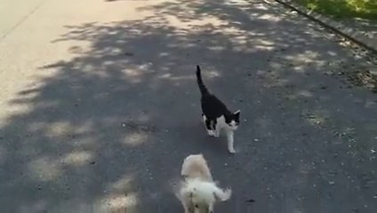 Un toutou aveugle fait sa promenade dans la rue, mais regardez la réaction du chat