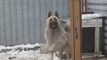 Ce chien fait la danse de la joie en revoyant son maître