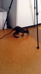 Un bébé kangourou fait ses premiers pas devant la caméra