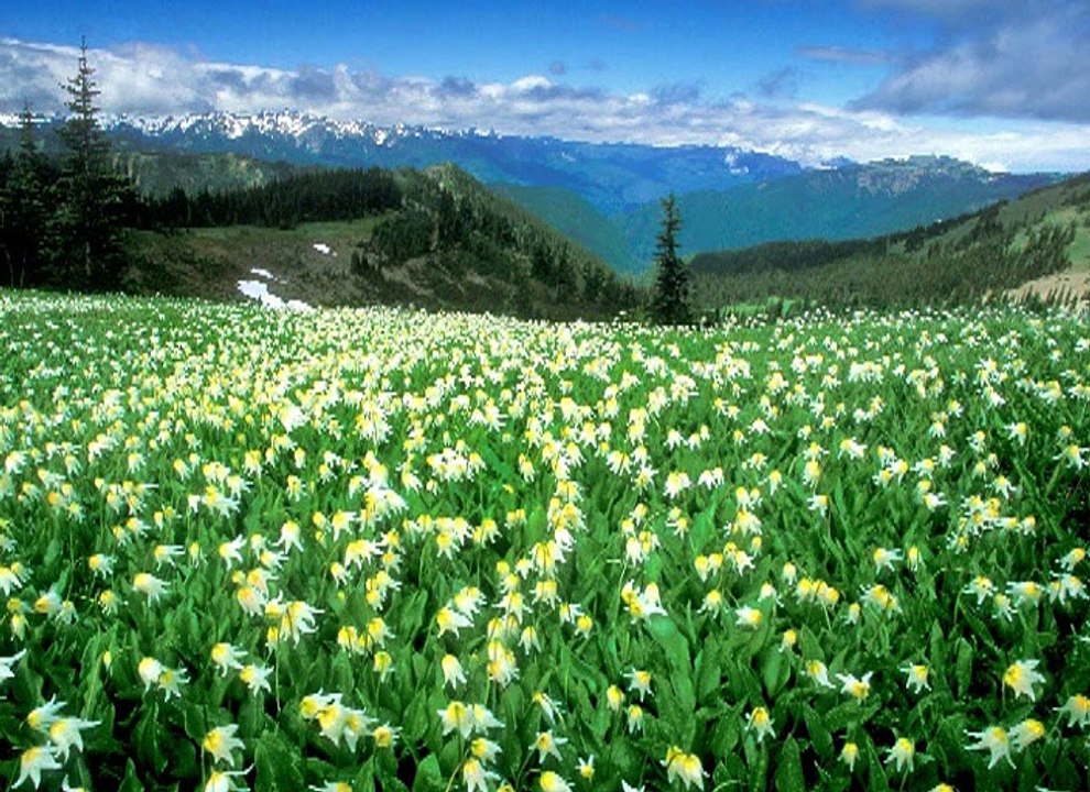 Живопись природы. 02/02 [2007, DVDRip]