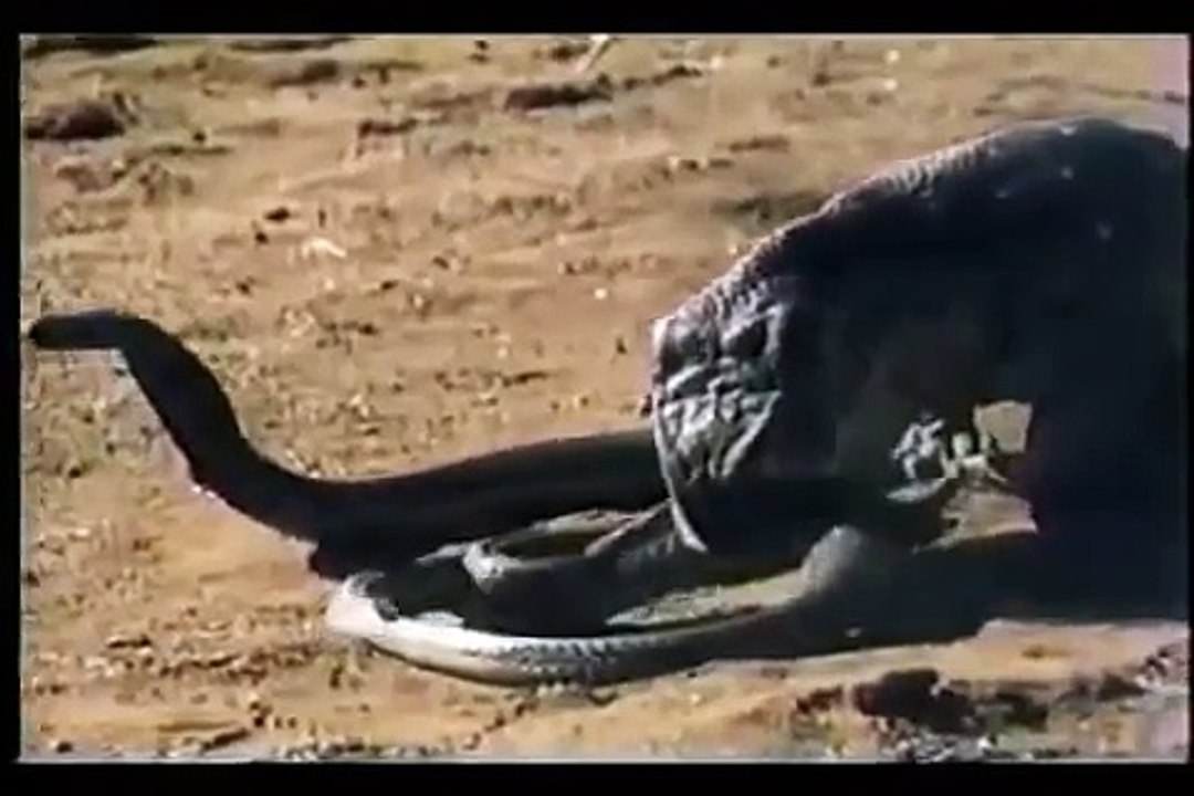 حيوان عنده مناعة ضد سم الكوبرا