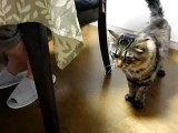 ワイルドに子守する猫専務レオン