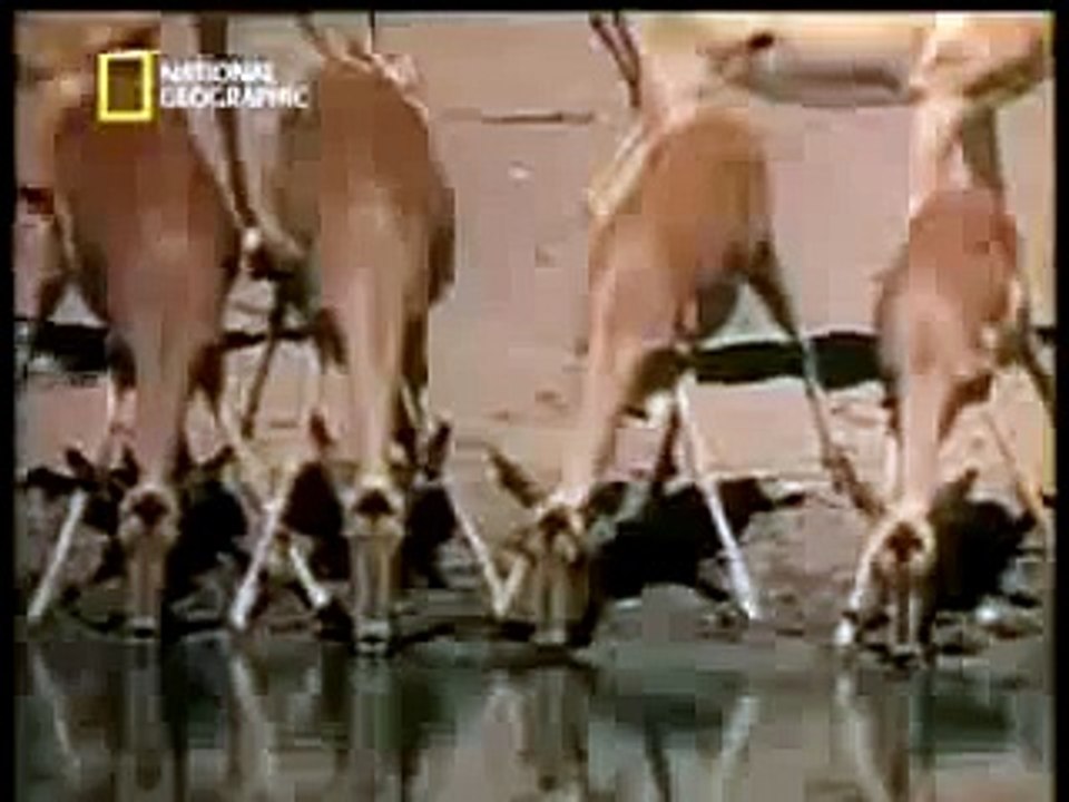 مشهد غريب جدا فرس النهر ينقذ غزال من تمساح ويعمله تنفس اصطناعي