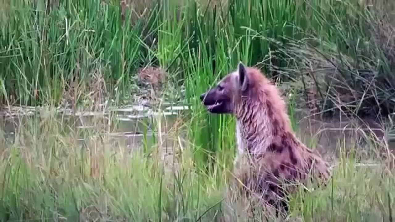 حيوانات مفترسة في الغابة مواجهة نفسية - ضباع ضد كلاب برية