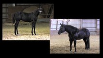 Sold:  2011 APHA colt by Star Seclusion:  Jet black, sweet & smart