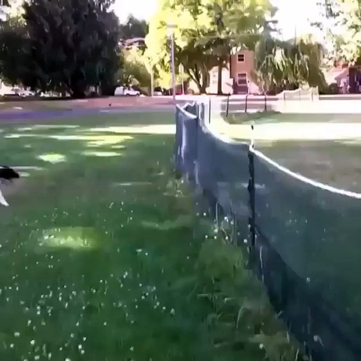 Funny Videos -Must Watch 2016