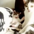 Little Kitten Copies Momma Cat Bathing