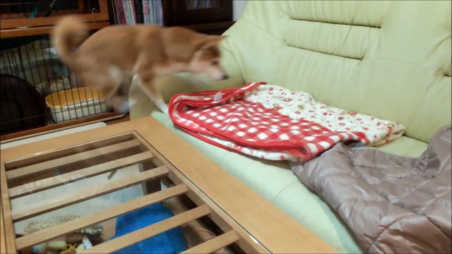 子猫が起きるのを待つ柴犬いちご Shiba Inu that waits for kitten to awake