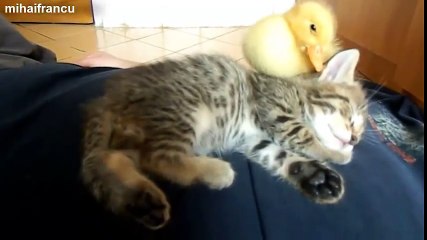 My Cute Duckling And Kitten Sleeping Together [ORIGINAL]