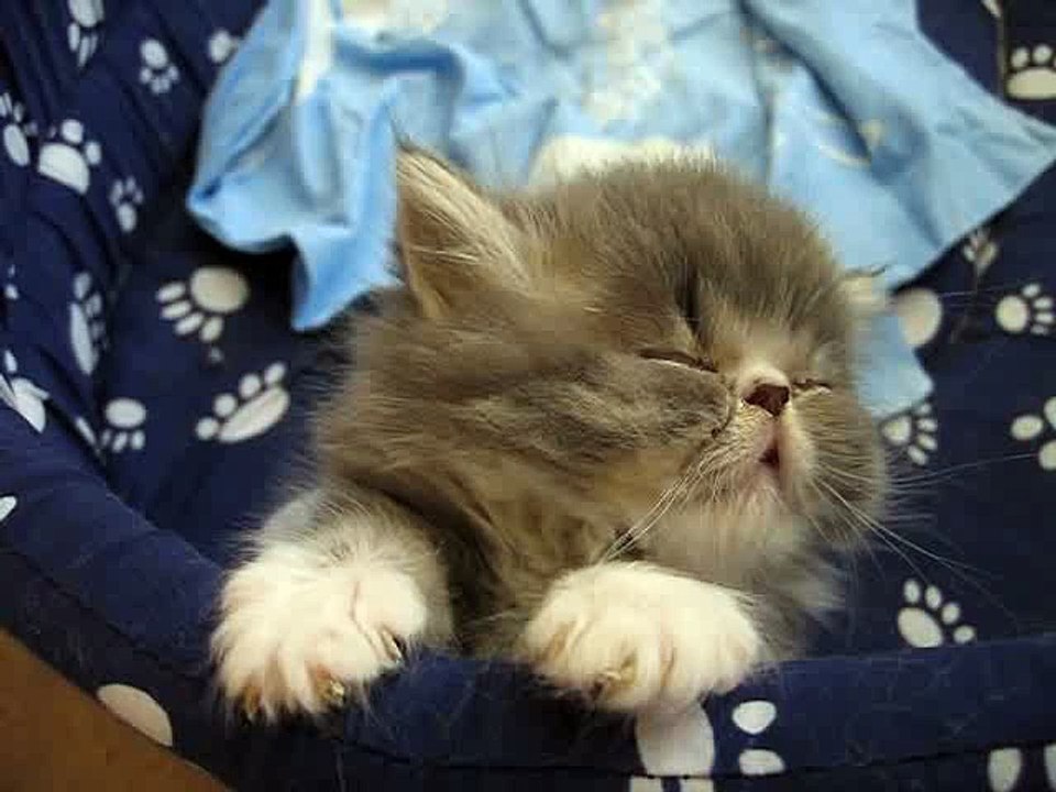Tired Kitten