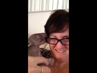 Baby Wombat Toys Foster Mom's Glasses