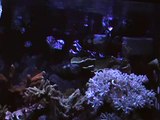 Pygmy Angelfish - Centropyge argi spawning in reef aquarium