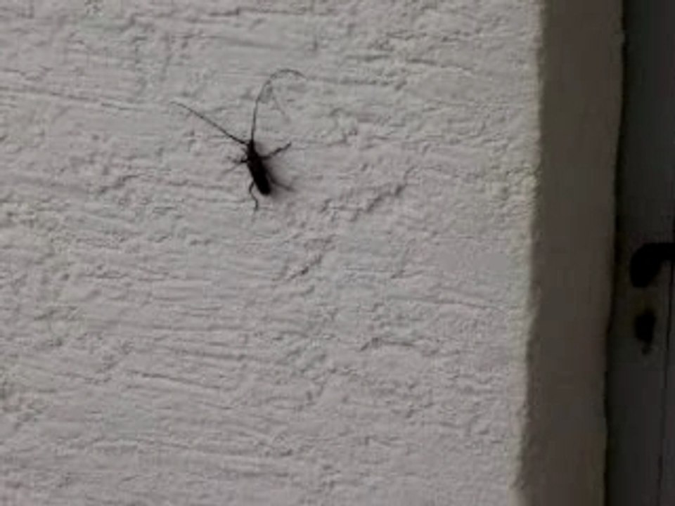 Big Black Bug in Germany!!!