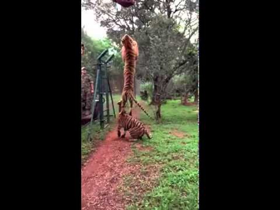 El salto de tigre