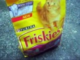 Cats eating Friskies!