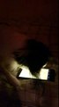 Japanese Chin is playing with smartphone