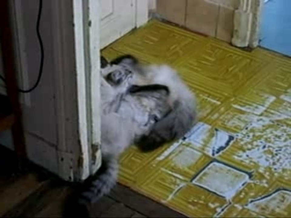 baston de chats