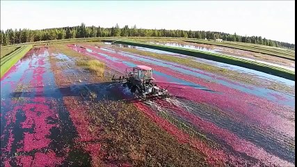 Красивое видео о том, как собирают клюкву
