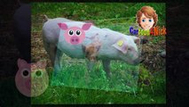 peppa pig cartoons for children peppa pig english new episode and version peppa pig