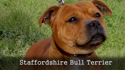 10 Most Dangerous Dog Breeds in World | Part 1